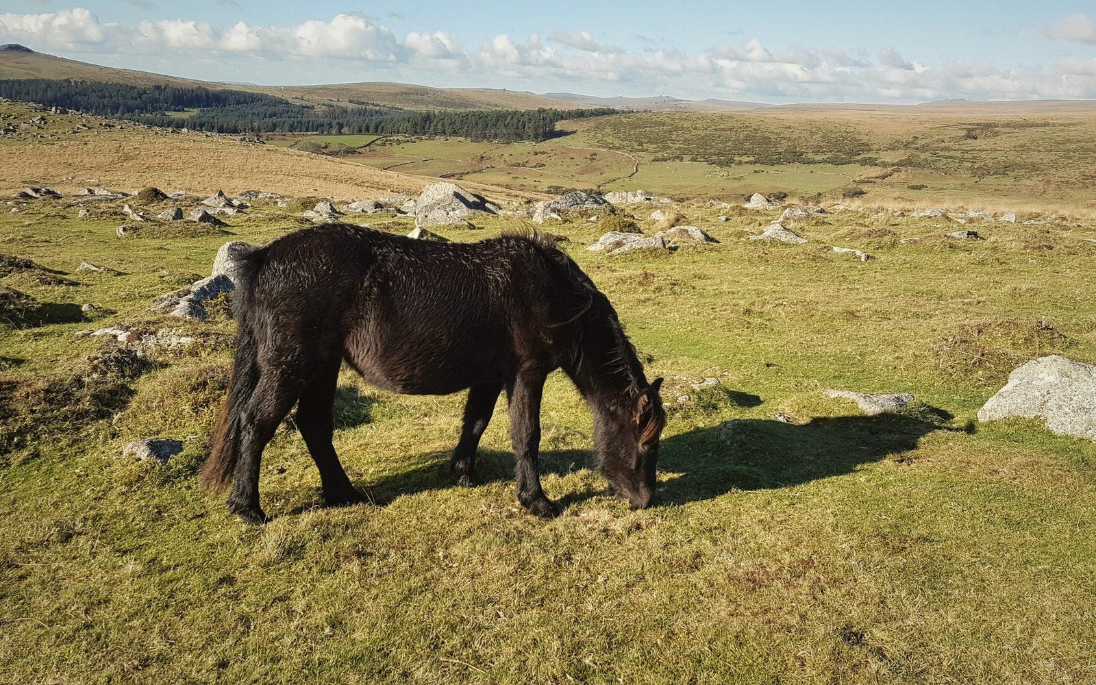A Day on Dartmoor